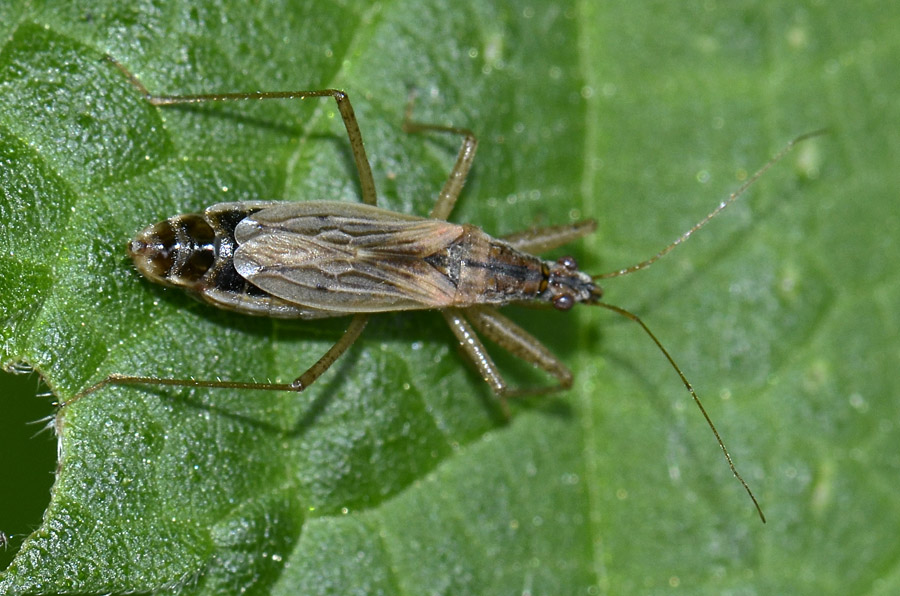 Nabidae: Nabis cf rugosus del Veneto (VI)